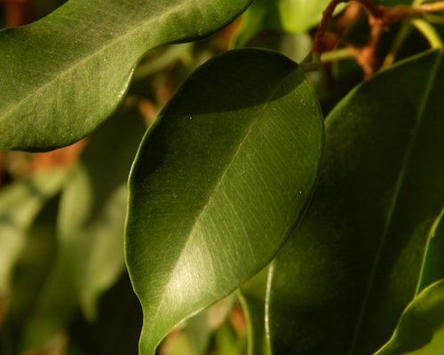 Close up of green leaves representing nature and breath